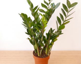 Zamioculcas zamiifolia (ZZ plant)