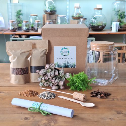 Terrarium kit DIY