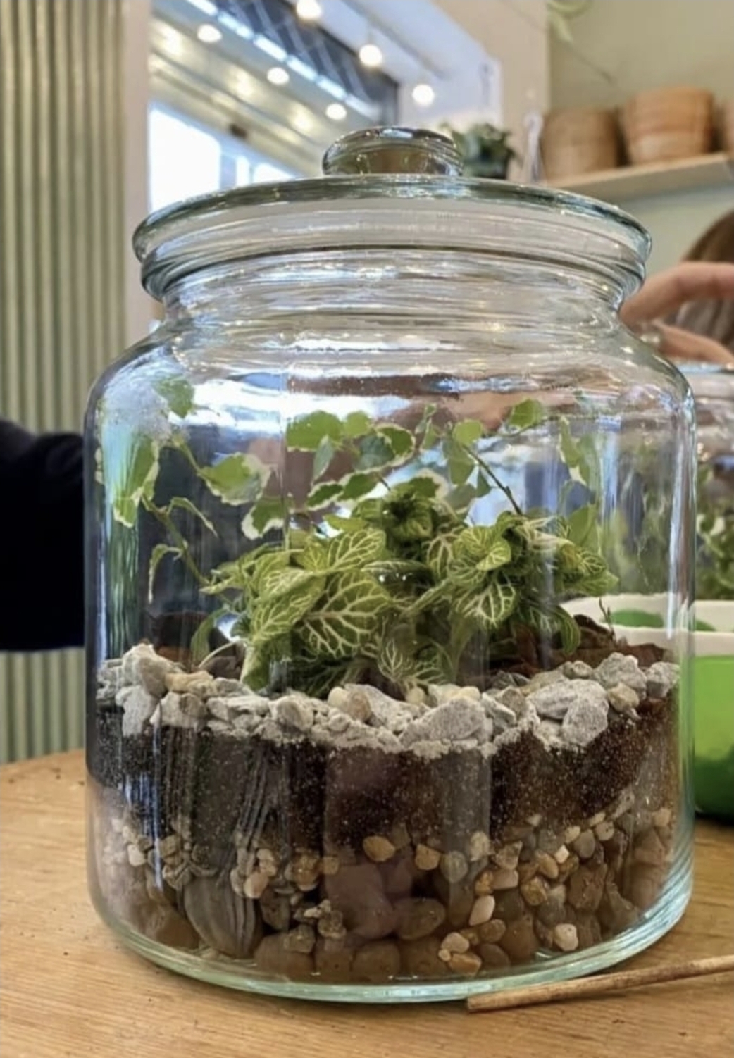 Terrarium kit DIY - immagine 5