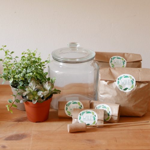 Terrarium kit DIY