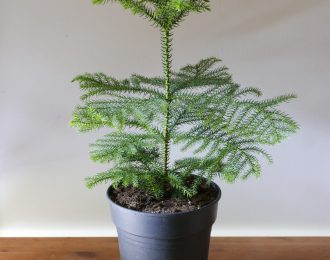 Araucaria heterophylla (Norfolk Pine)