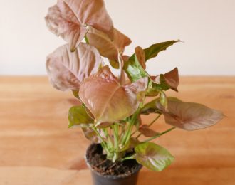 Syngonium podophyllum rosa (Arrowhead plant)