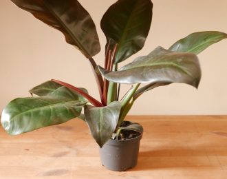 Philodendron erubescens “Imperial red”