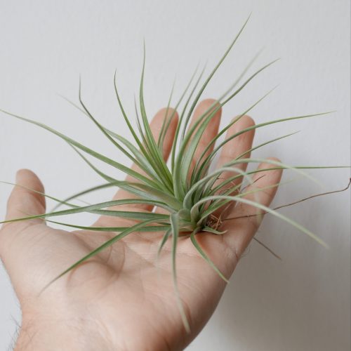 Tillandsia concolor (Air plant)