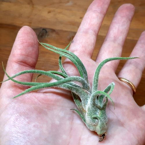 Tillandsia pruinosa (Air plant)