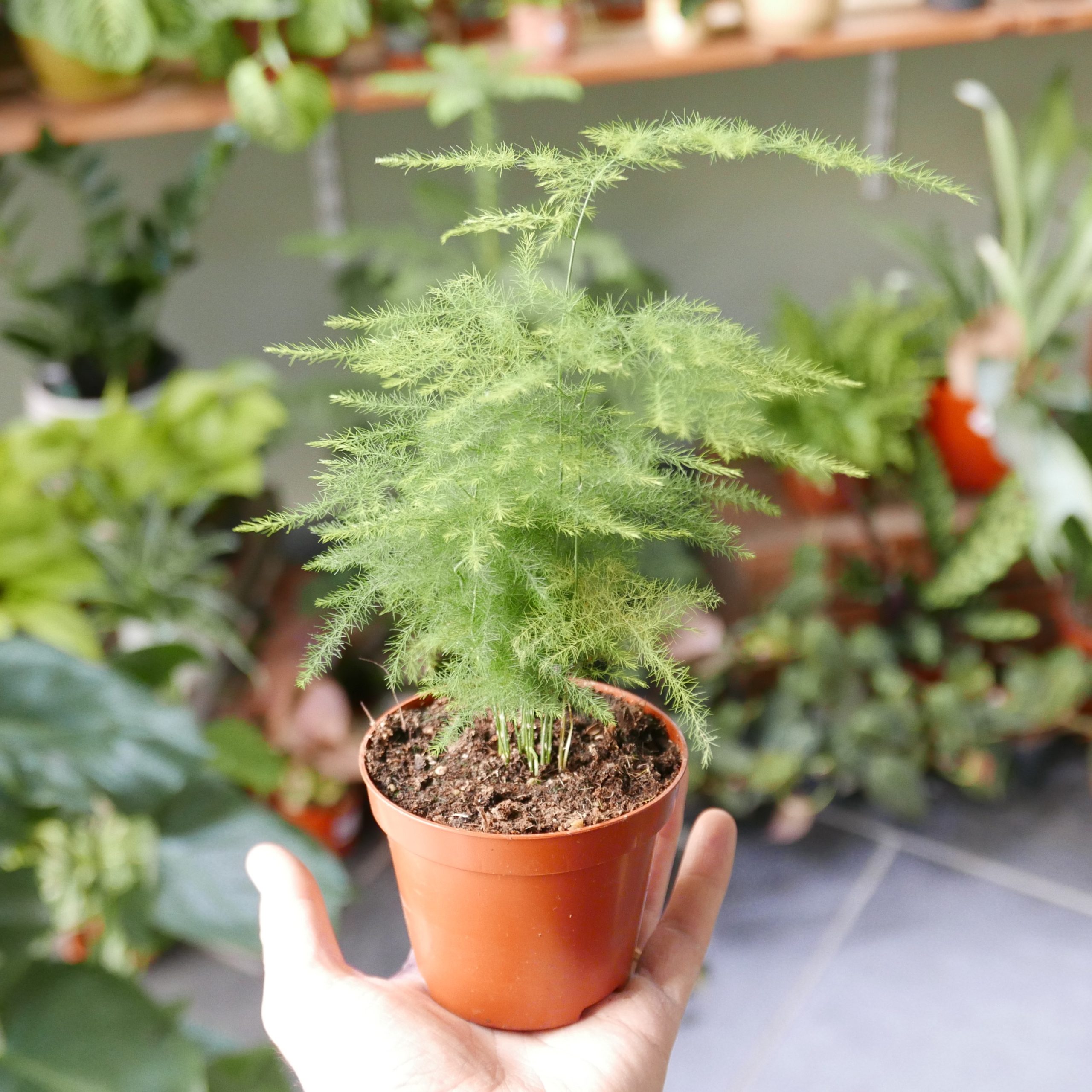 Kokedama kit Arwen con Asparagus - immagine 2