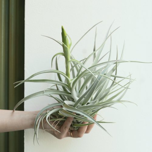 Tillandsia harrisii (Air plant)