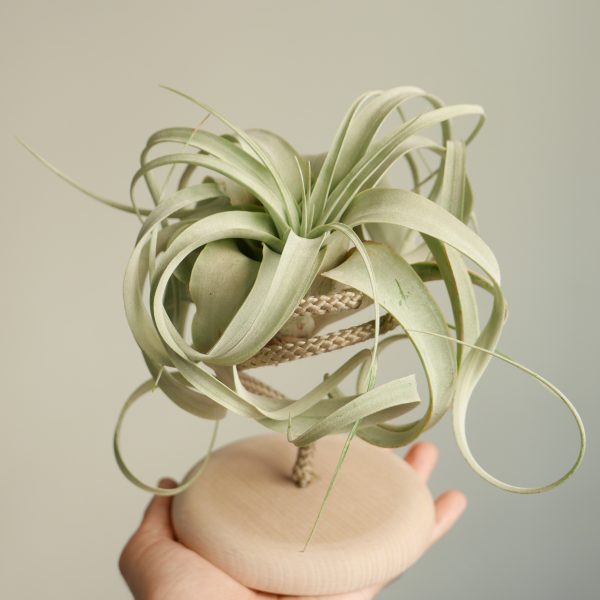 Supporto Tillandsia Stand L - immagine 2