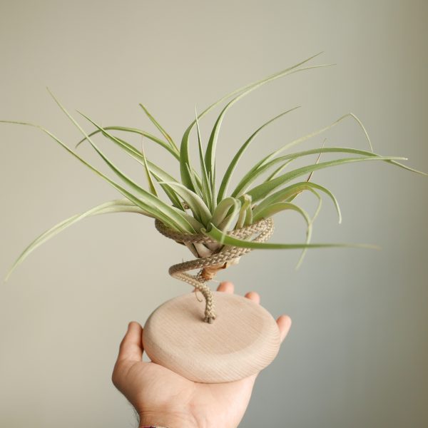 Supporto Tillandsia Stand L - immagine 3