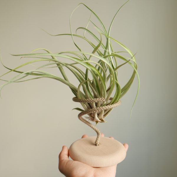 Supporto Tillandsia Stand L - immagine 4