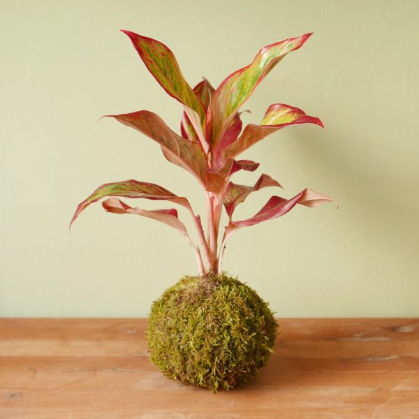 Kokedama Effetto Farfalla