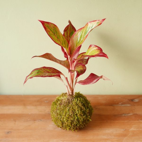 Kokedama kit Effetto Farfalla - immagine 2