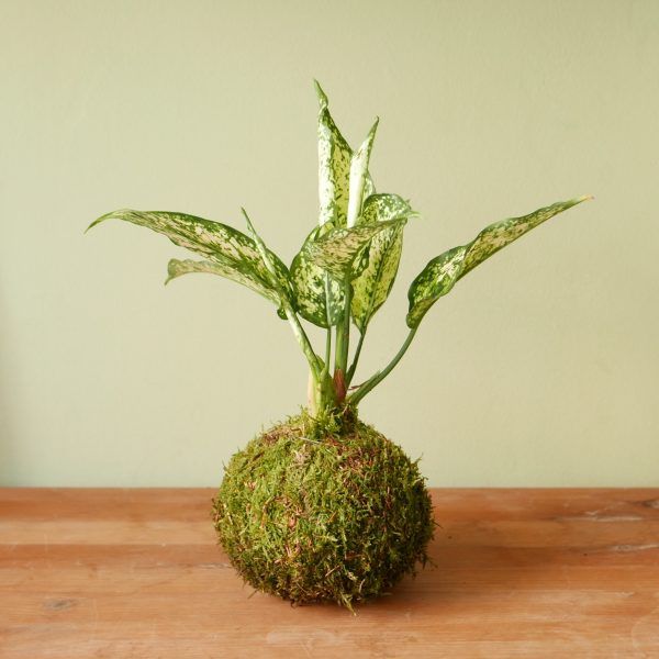 Kokedama Effetto Farfalla - immagine 4