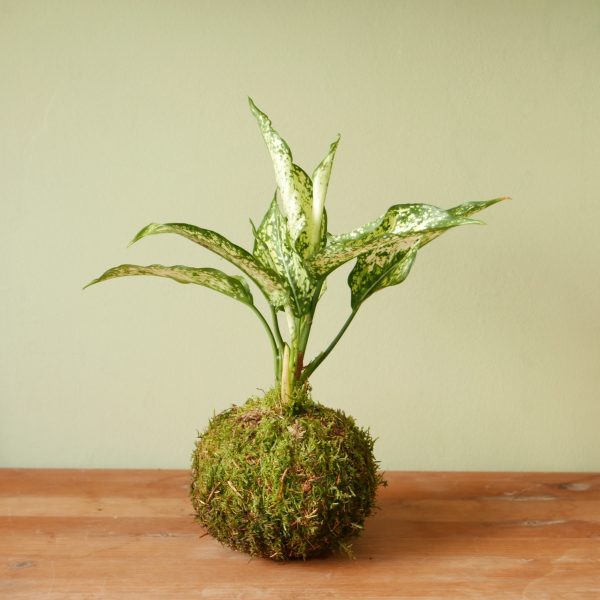 Kokedama kit Effetto Farfalla - immagine 3
