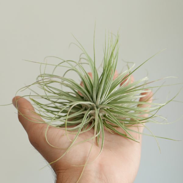 Tillandsia magnusiana (Air plant)