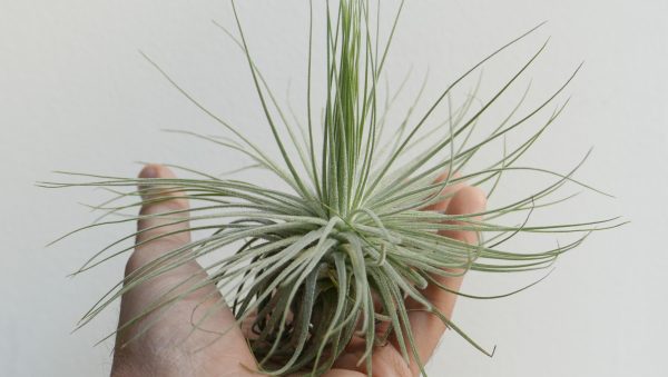 Tillandsia magnusiana (Air plant) - immagine 2