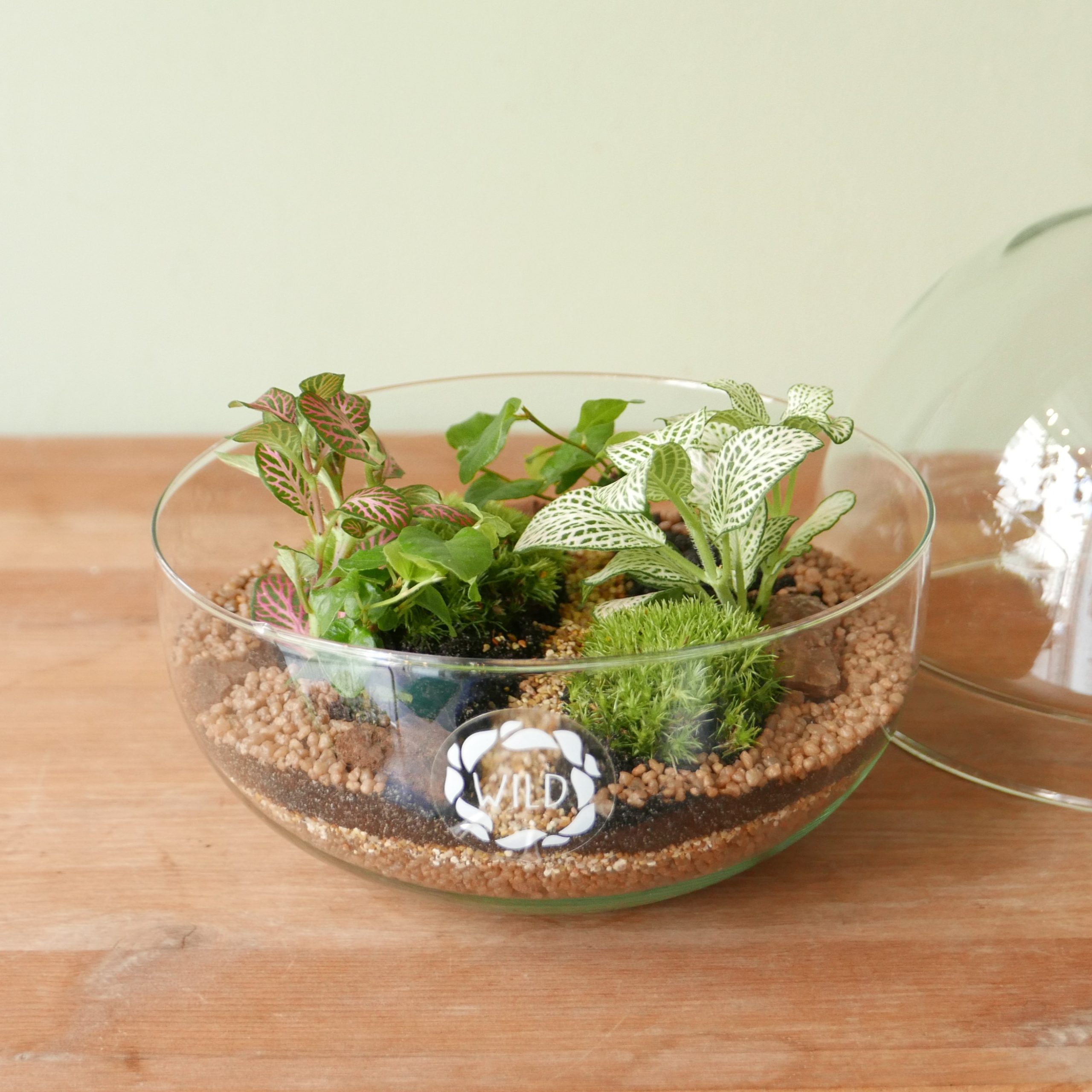 Terrarium Cocoon Sfera (Limited edition) - Solo Milano città - immagine 2