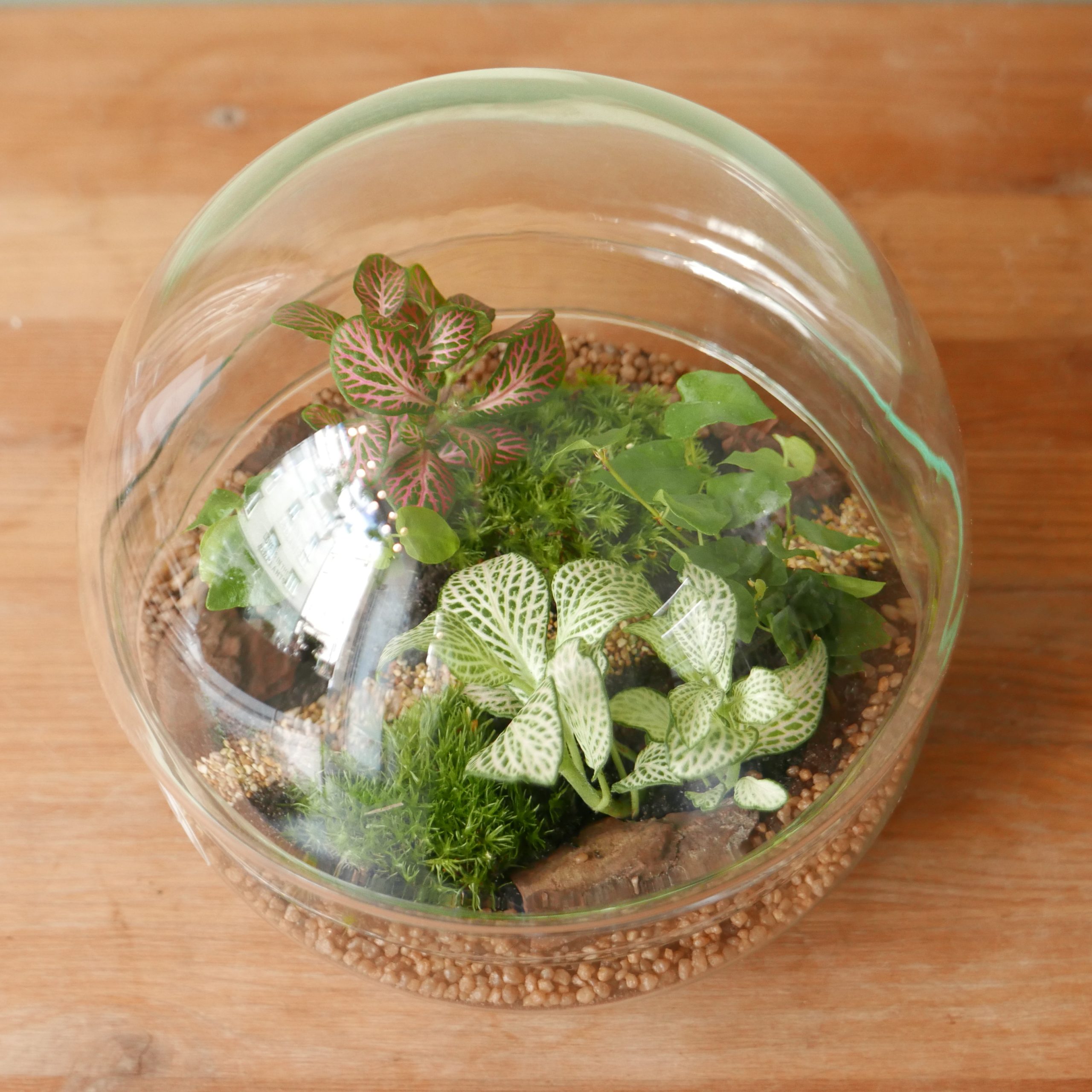 Terrarium Cocoon Sfera (Limited edition) - Solo Milano città - immagine 3