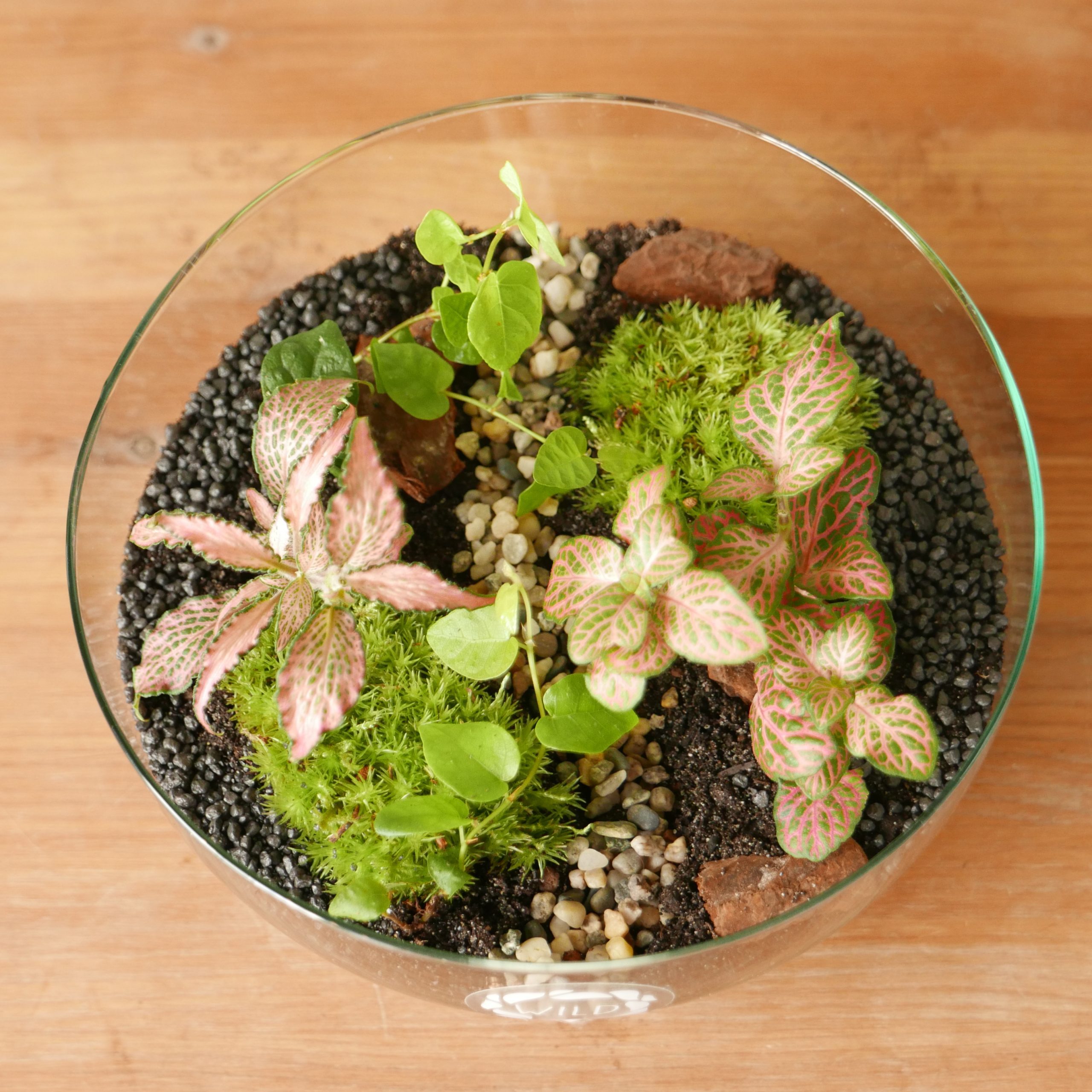 Terrarium Cocoon Sfera (Limited edition) - Solo Milano città - immagine 4