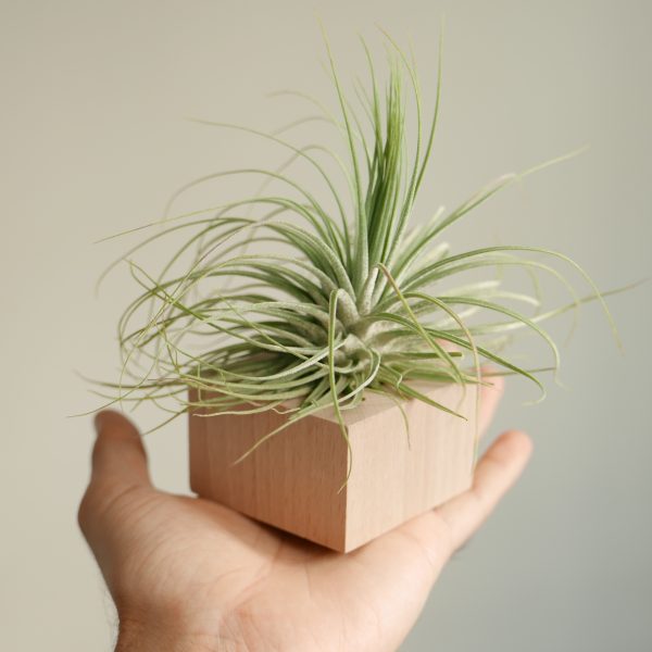 Supporto Tillandsia Parallelepipedo - immagine 3