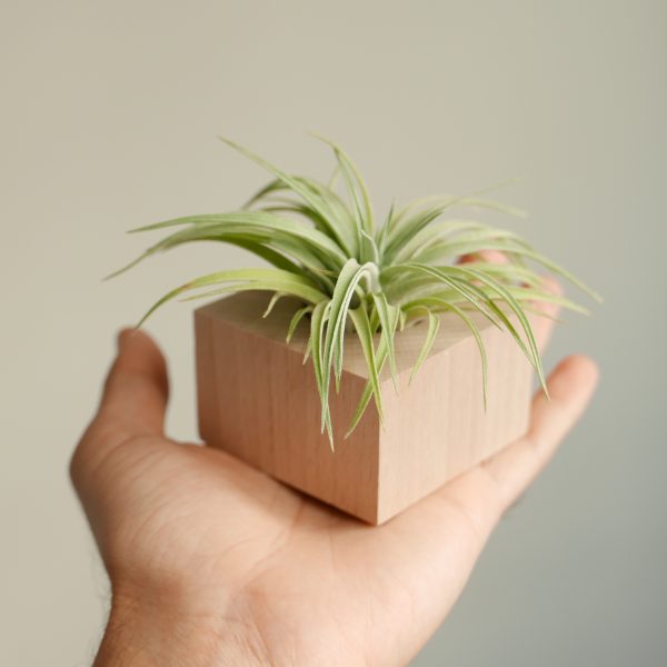 Supporto Tillandsia Parallelepipedo - immagine 2