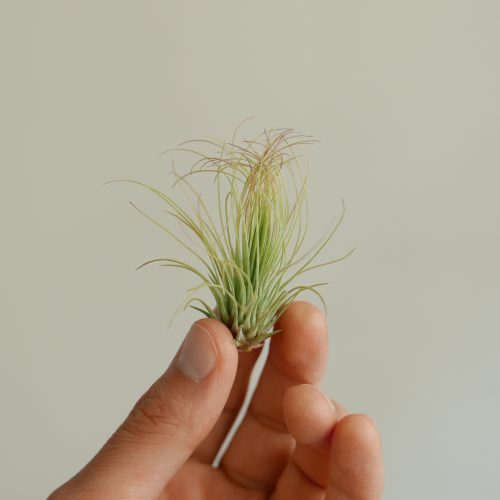 Tillandsia andreana (Air plant)