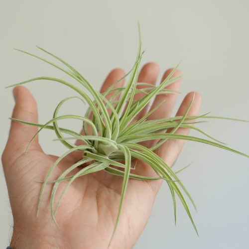 Tillandsia kammi (Air plant)