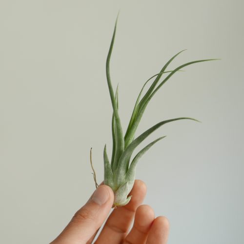 Tillandsia paucifolia (Air plant)
