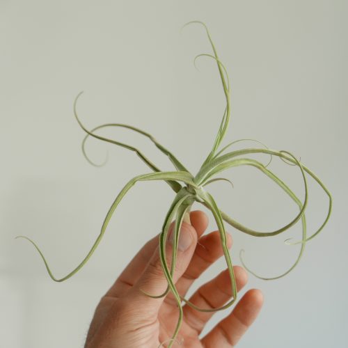 Tillandsia streptocarpa (Air plant)
