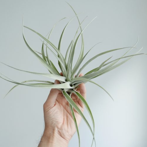 Tillandsia capitata (Air plant)