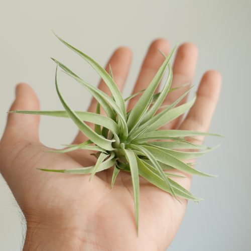 Tillandsia plagiotropica (Air plant)