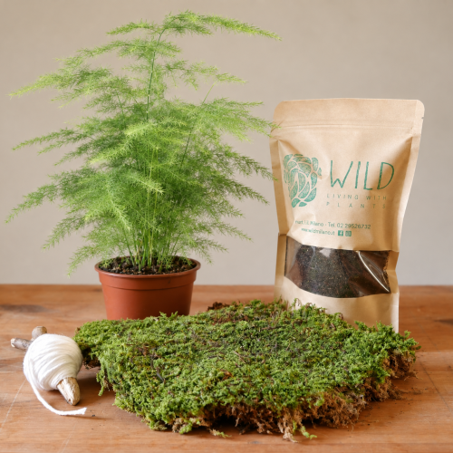 Kokedama kit Arwen con Asparagus