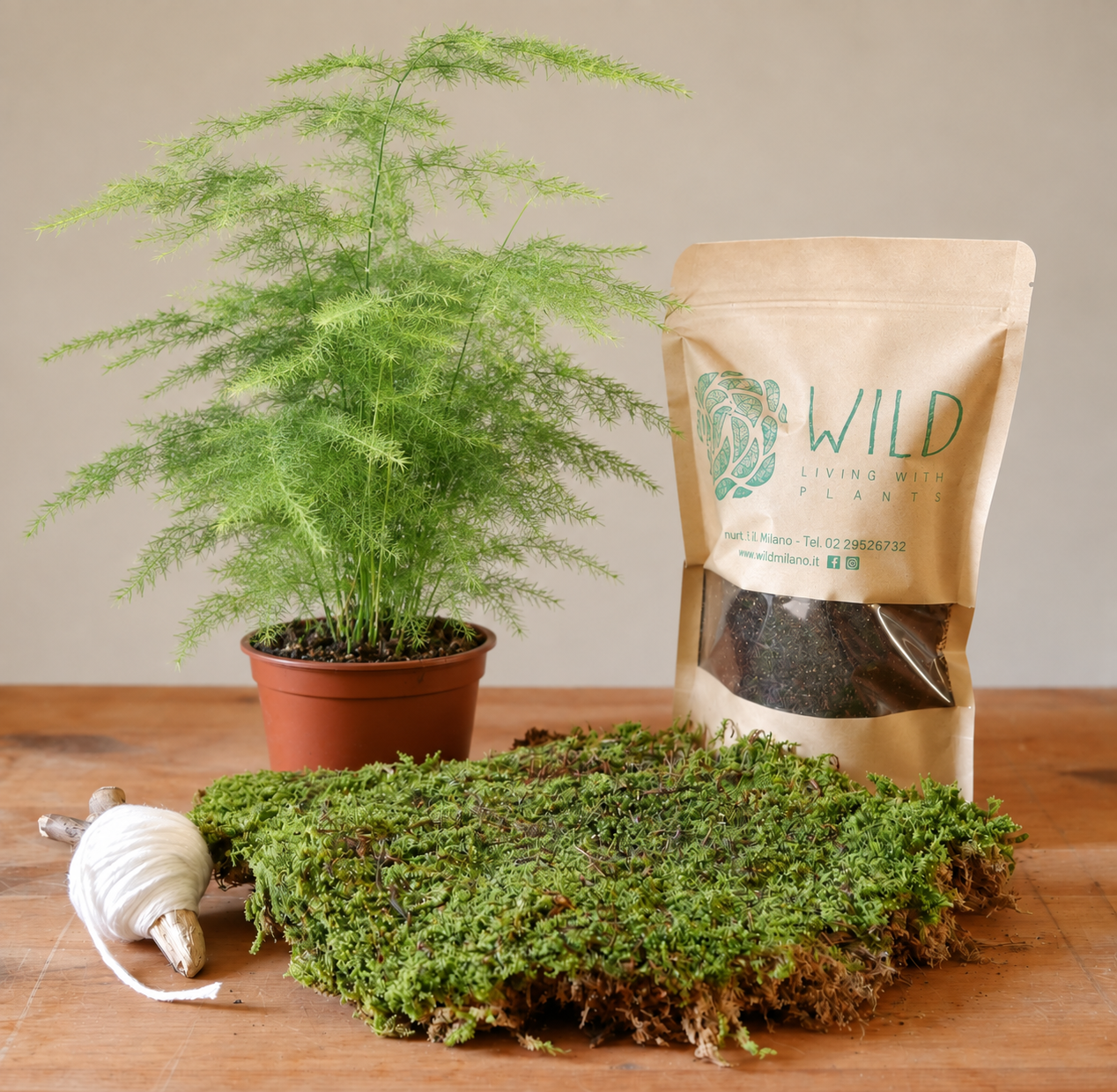 Kokedama kit Arwen con Asparagus