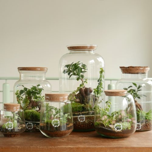 Terrarium in vendita