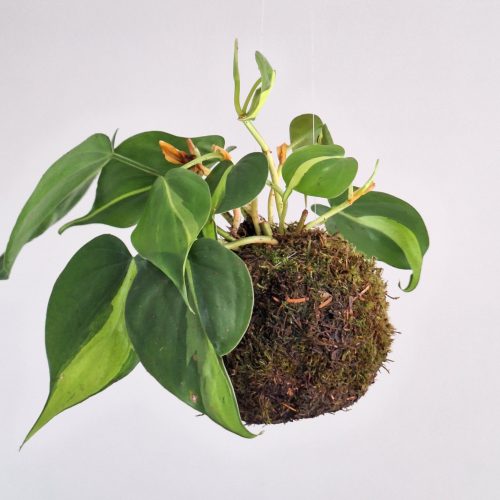 Kokedama Ziggy