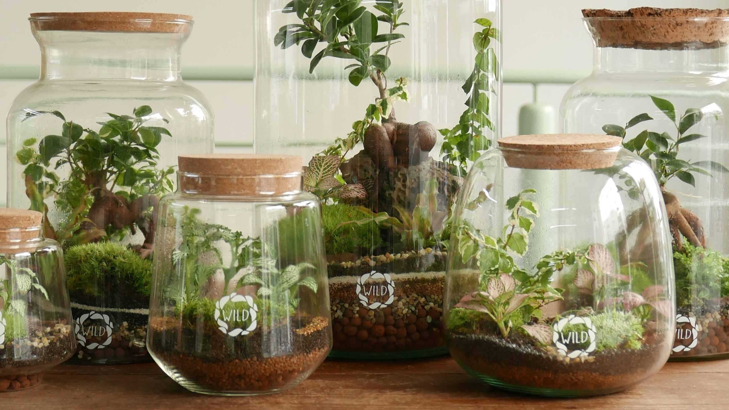 NATALE - Prenota il tuo Terrarium